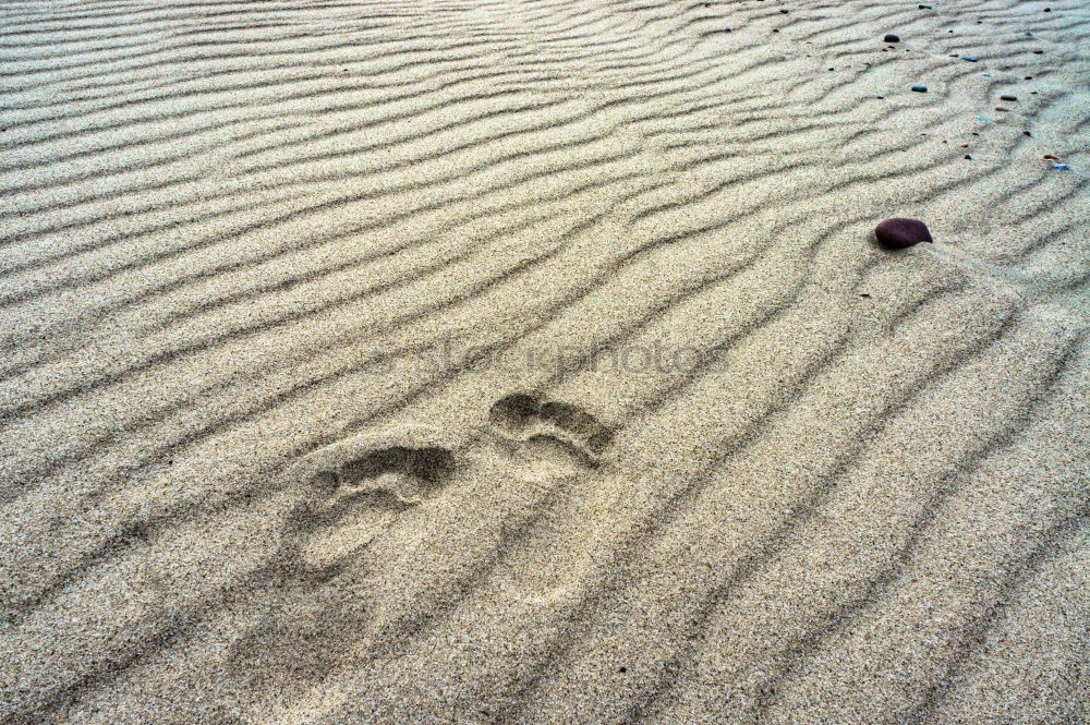 beach groove Beach Dog