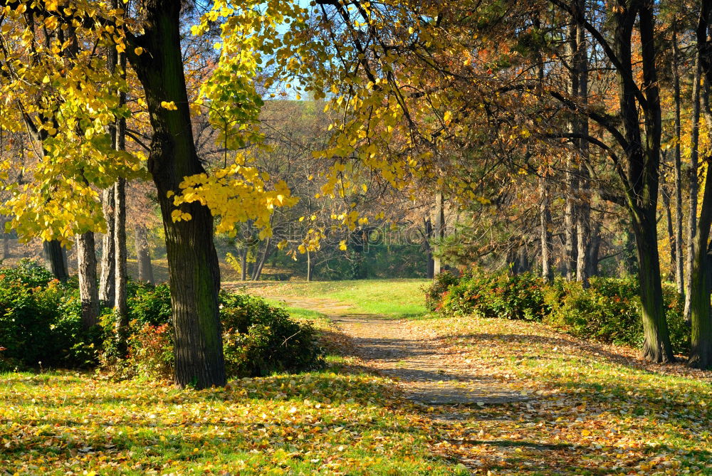 Similar – Image, Stock Photo the last warm rays of sunshine