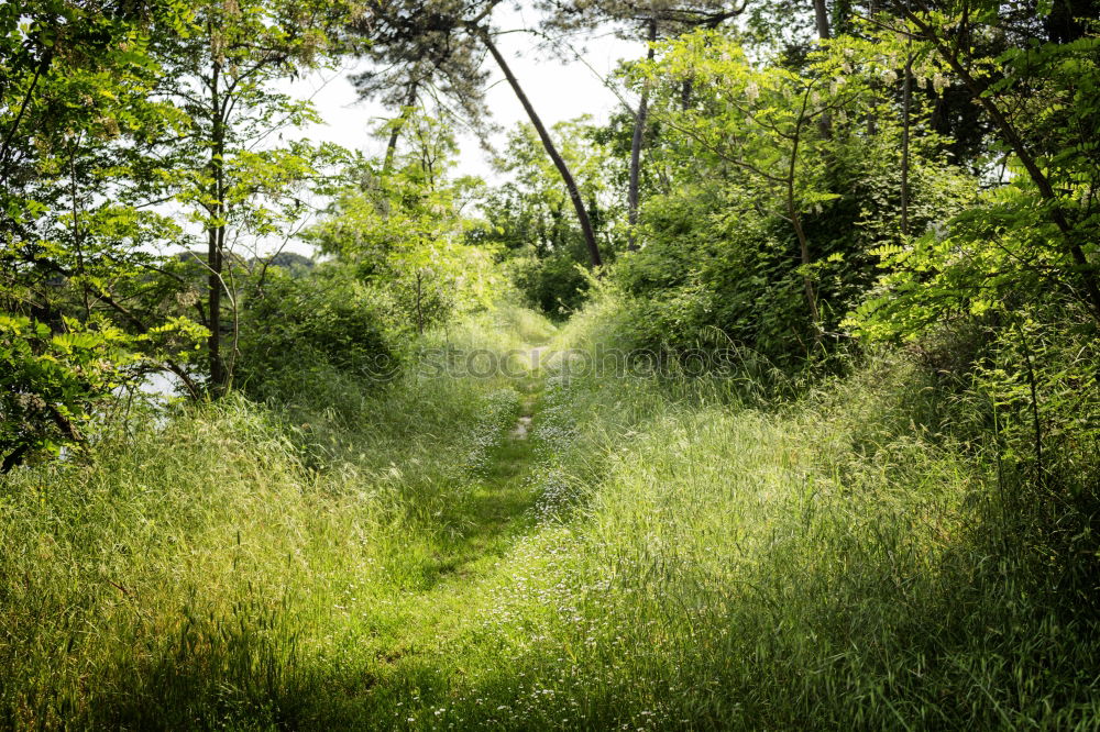 Grüner Wind Umwelt Natur