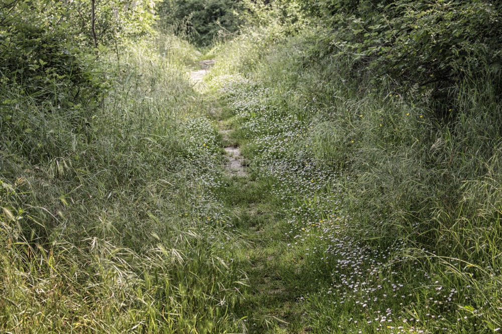 Similar – Image, Stock Photo beaten path Environment