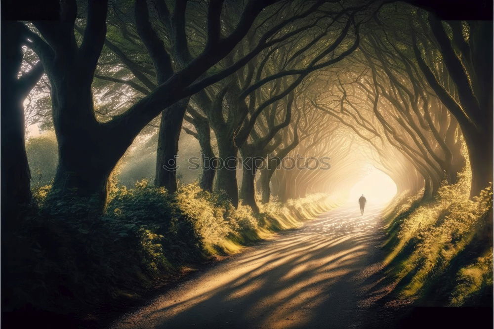 Image, Stock Photo dark hedges Environment