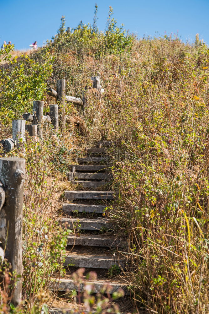 Similar – Image, Stock Photo Who Let The Dogs Out | Running Up That Hill