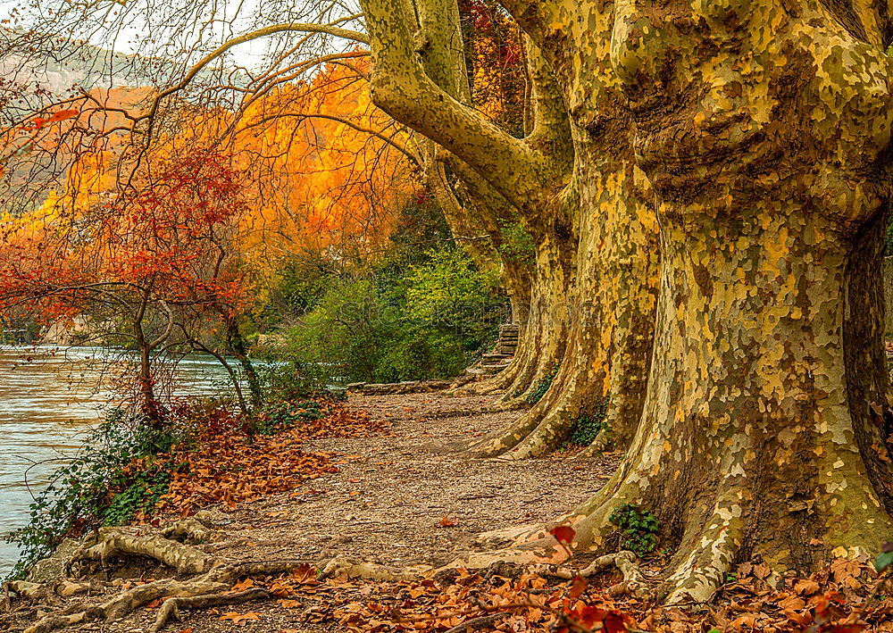 Similar – Foto Bild Verlassener Park II Baum