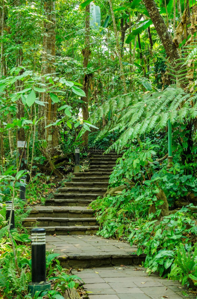 Woman climbing stairs in the forest