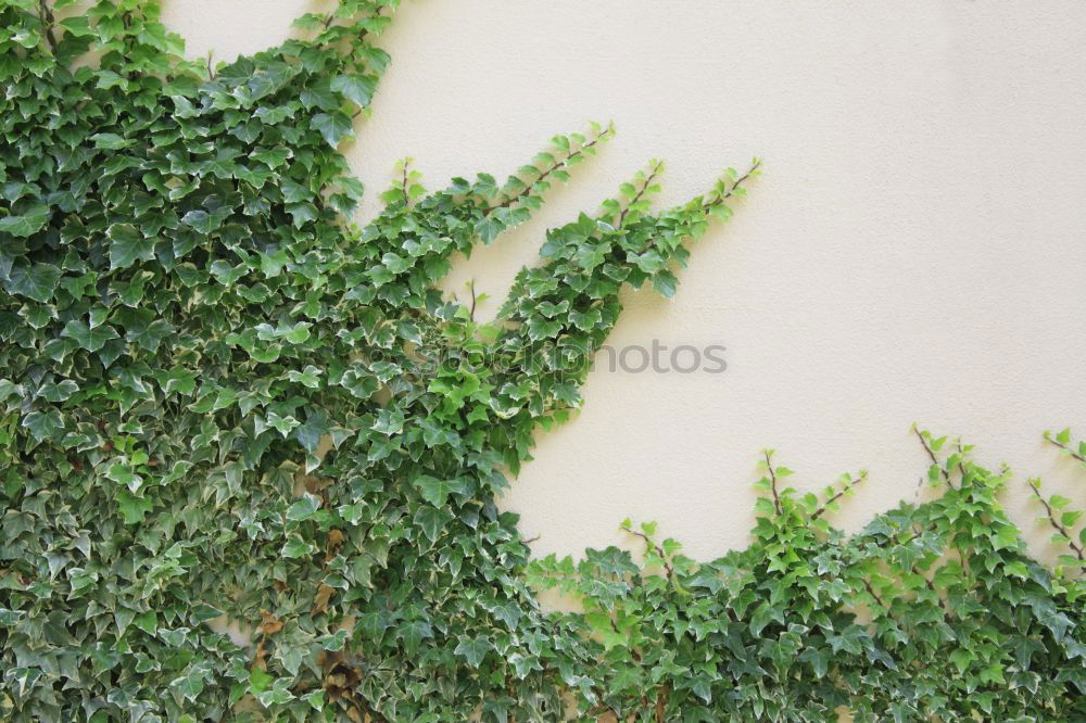 Similar – Image, Stock Photo overgrown Plant Bushes Ivy