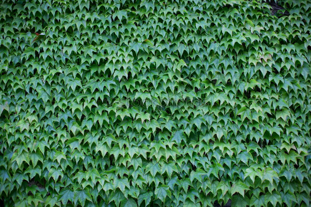 Similar – Image, Stock Photo ivy/wine wall Ivy