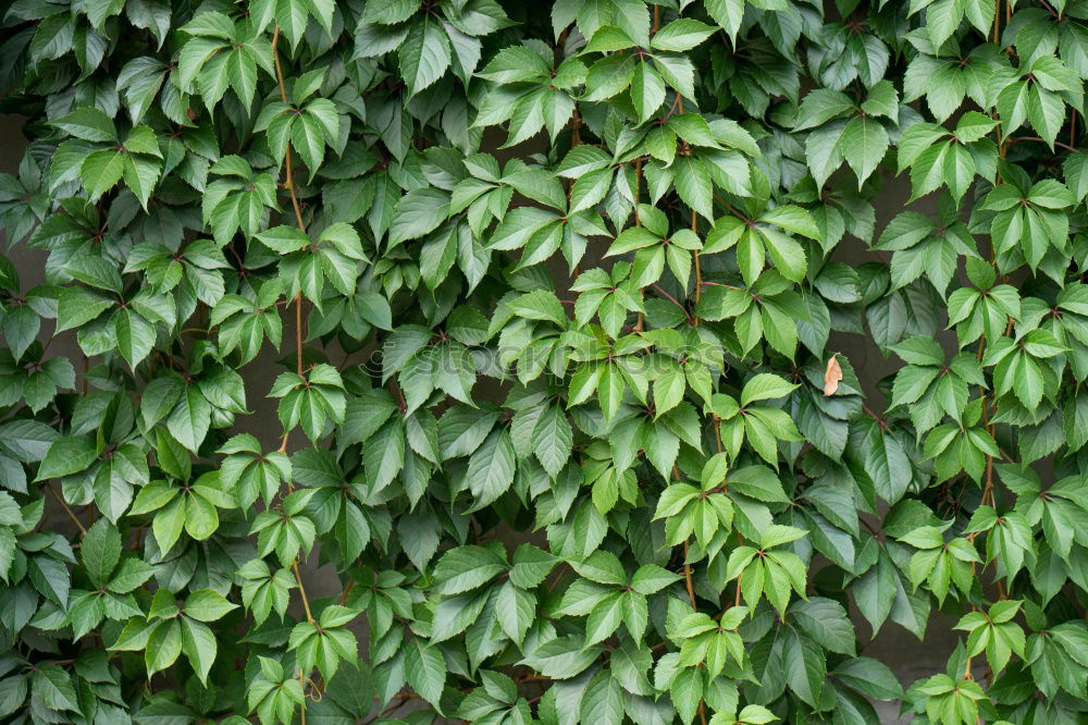 Similar – Image, Stock Photo always green (3) Nature