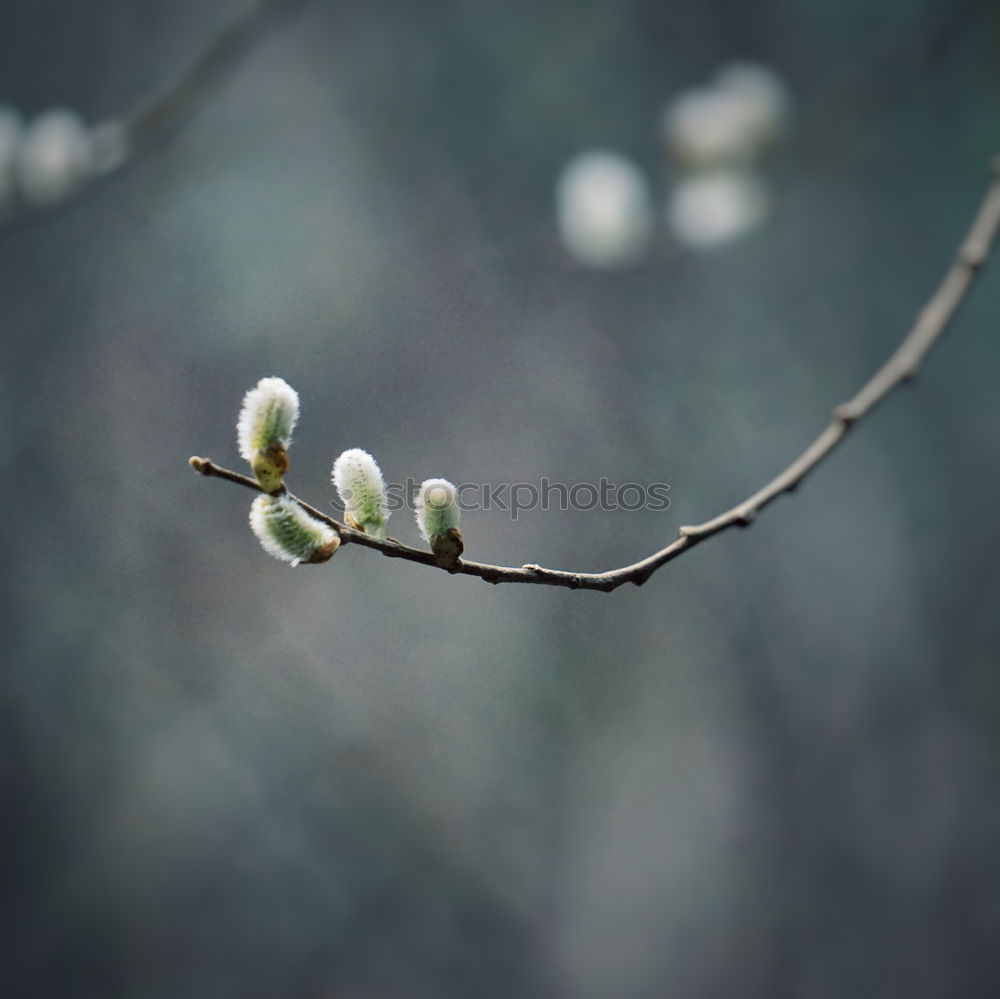 Similar – Foto Bild frühlingsgefühle…