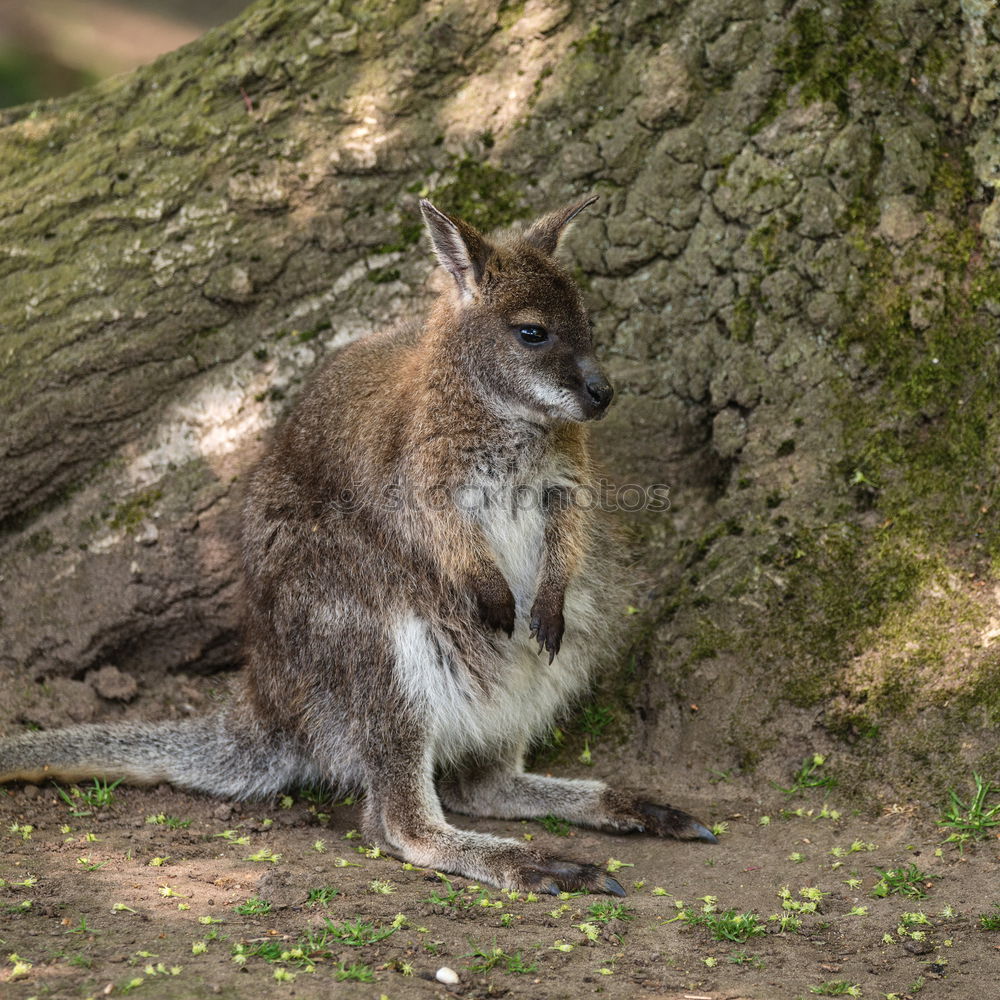 Similar – Tired Fox Environment