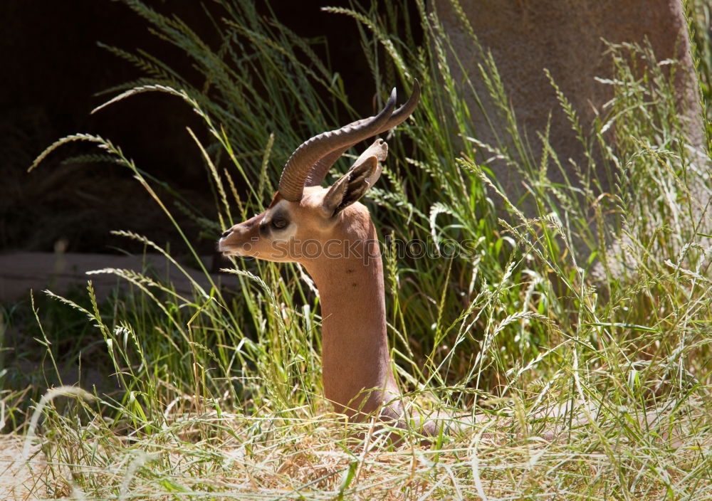 Similar – schnappi Mountain Zoo