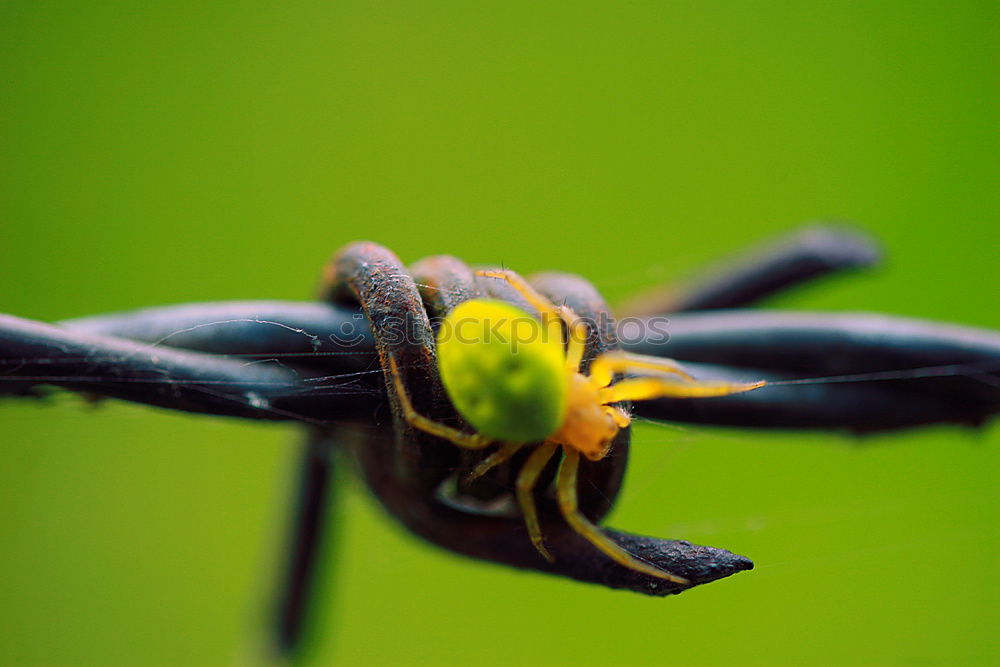 Similar – Image, Stock Photo 8.15 p.m. Flower