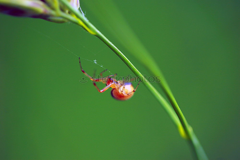 Similar – Image, Stock Photo Ant_Macro Animal 1 Eating