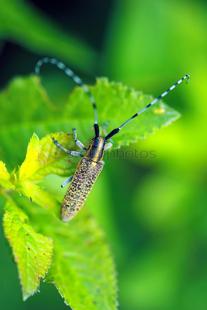 Similar – Image, Stock Photo Hoplia Parvula on a Rhinanthus Flower