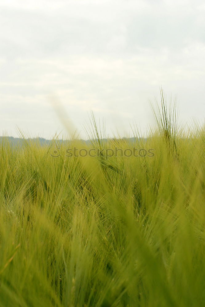 Similar – Image, Stock Photo 000 Love of nature