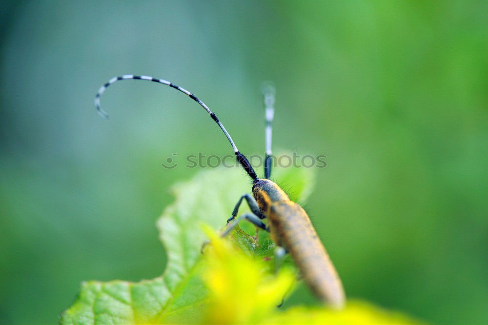 Image, Stock Photo bzzzzzzzzzzzzzzzzzzzz