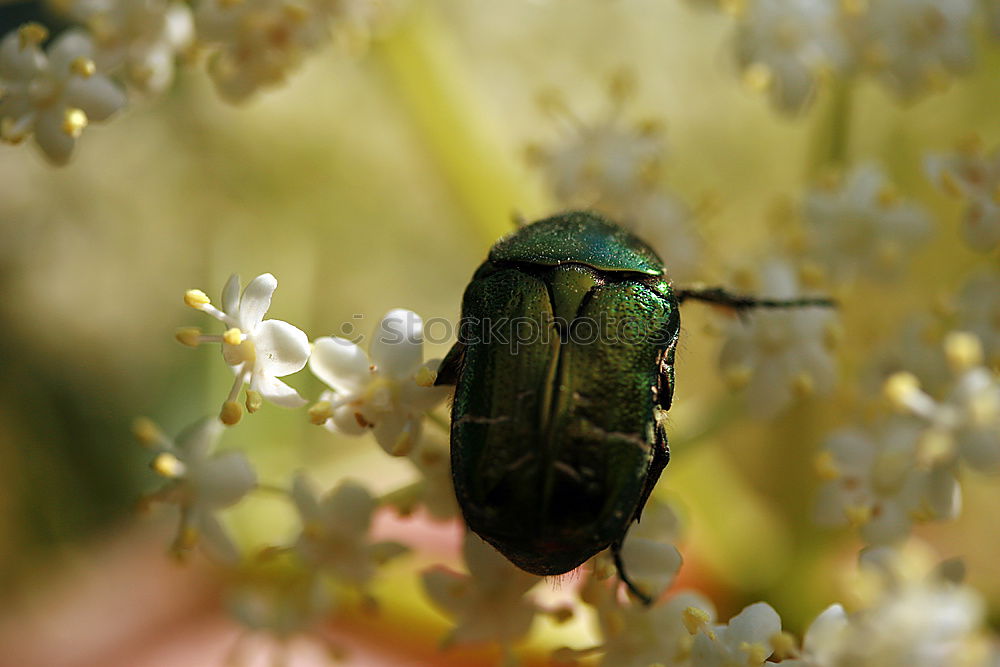 Similar – Image, Stock Photo Rose beetle on thistle