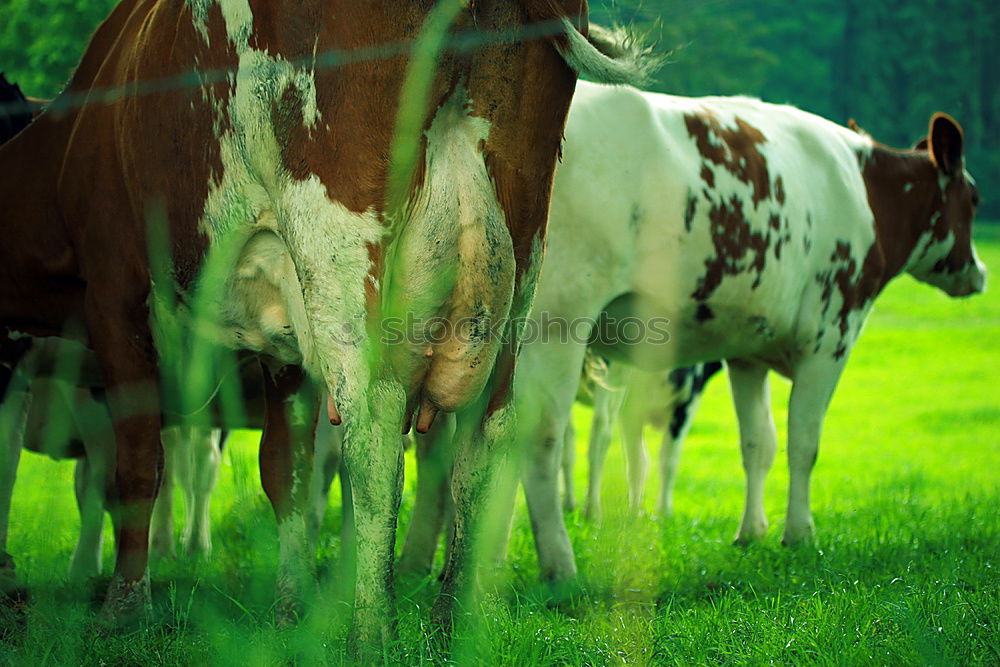 Similar – Foto Bild Außenseiter Kuh Wiese Gras