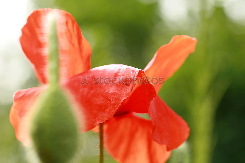 Similar – Image, Stock Photo Luminous poppy flower