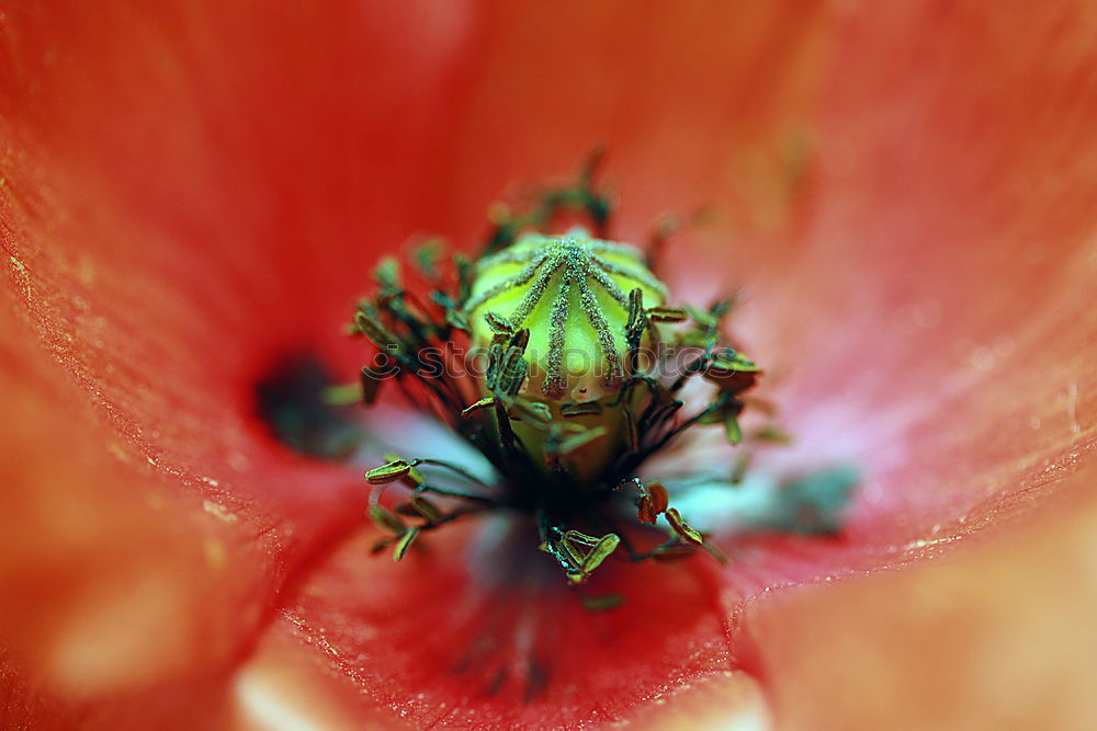 Similar – Rhododendronzikade Umwelt