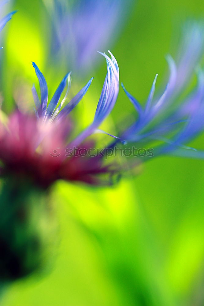 Similar – Image, Stock Photo nigella damascena Life