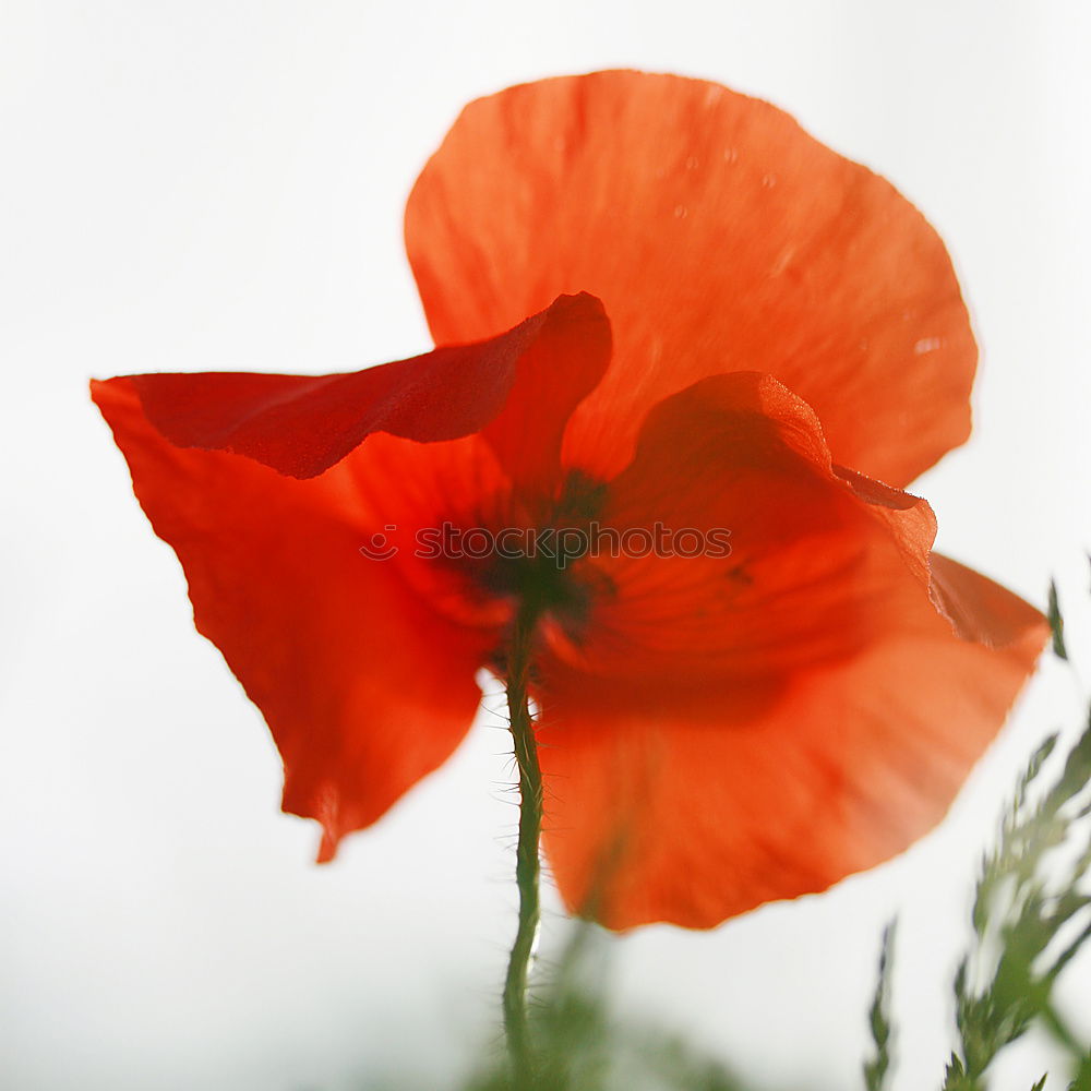 pleated blind Poppy Red