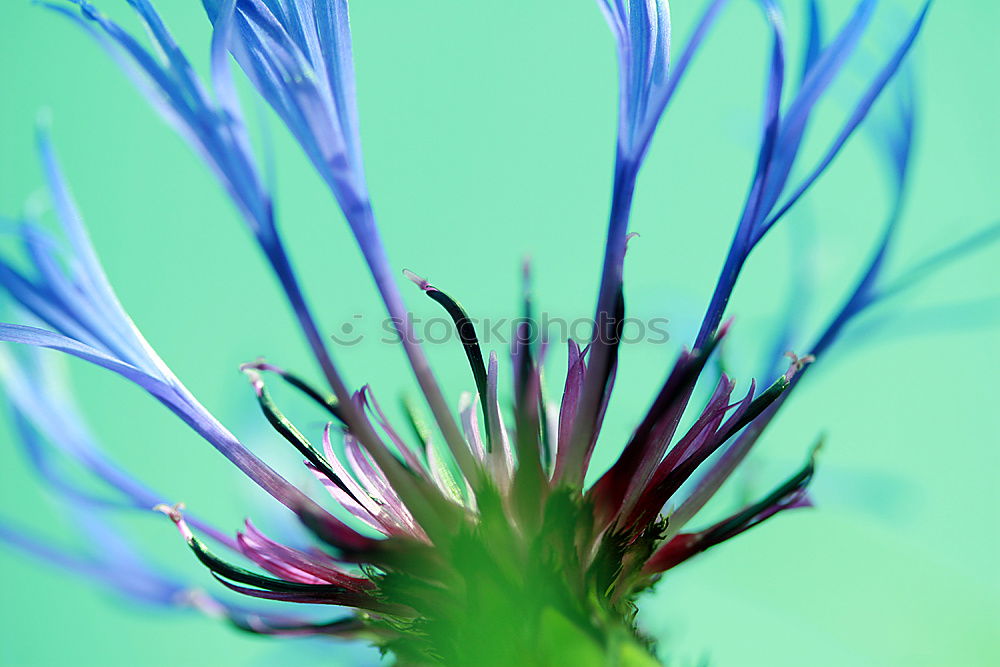 Similar – cornflower blue Flower