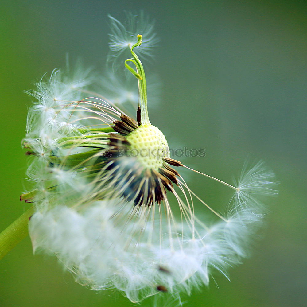 Similar – Foto Bild pusteblume Löwenzahn leer