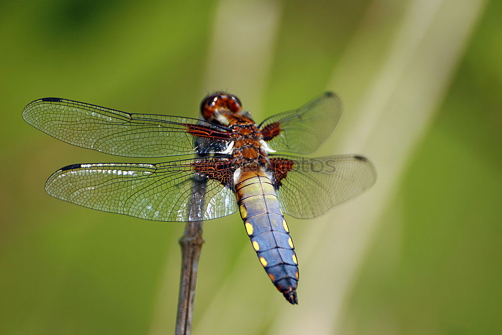 Similar – Image, Stock Photo Large Blue Arrow Nature