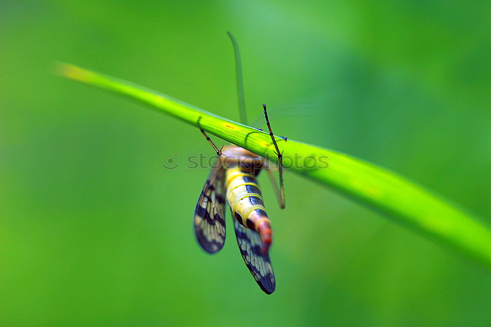 Similar – Caterpillar of swallowtail (front view)