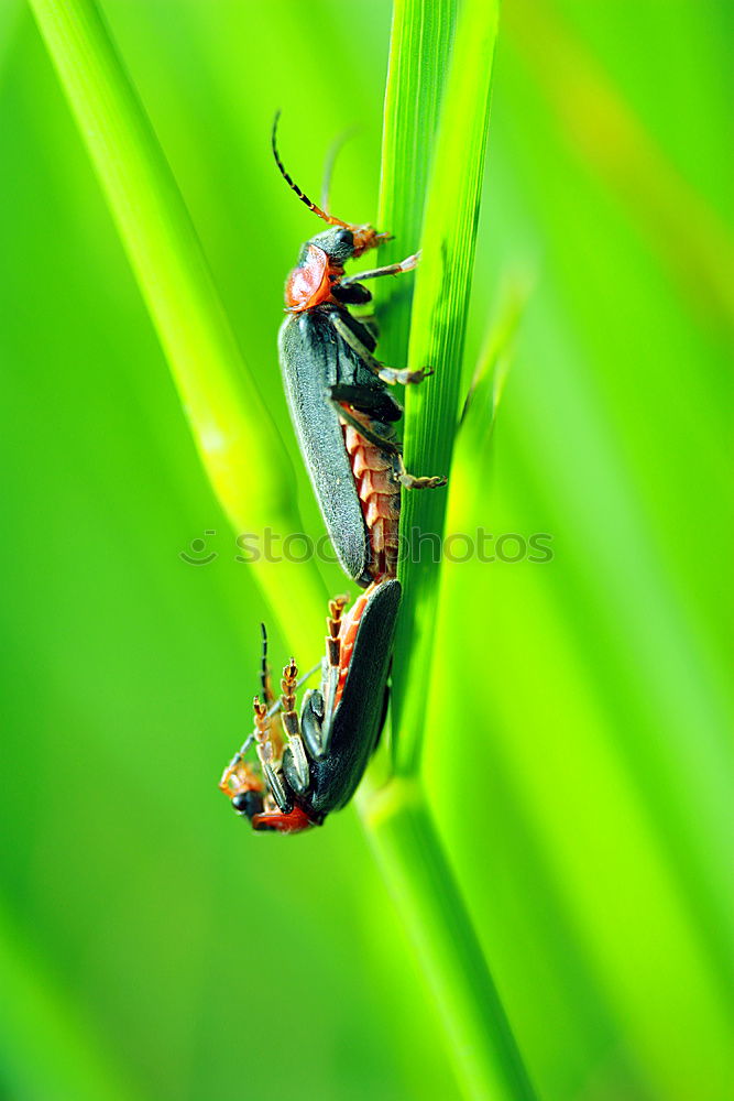 Similar – Image, Stock Photo Larvae of the green stink bug 03