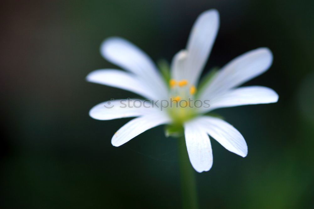 Similar – Image, Stock Photo Padded phlox, moss phlox,