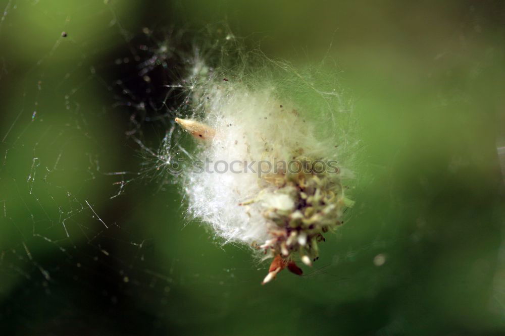 Similar – Image, Stock Photo precociousness Food