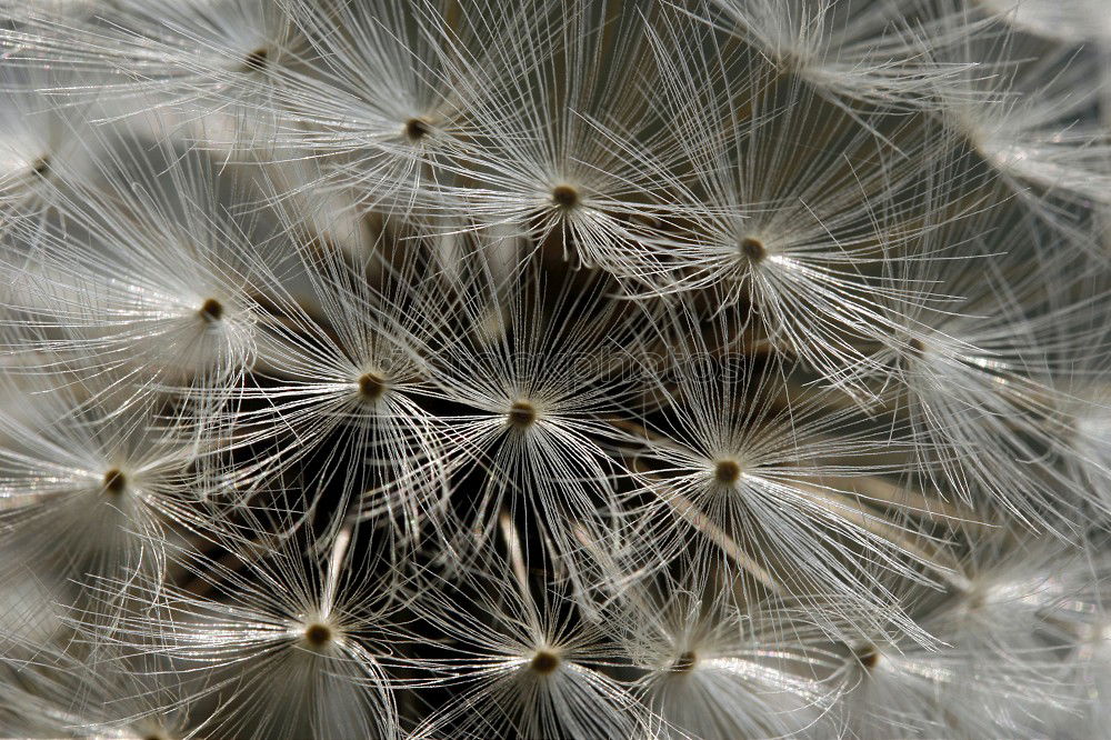 Similar – cactus Cactus Green Thorny