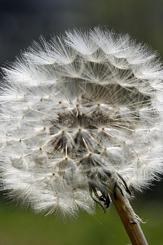 Similar – Pusteblume Löwenzahn Mai