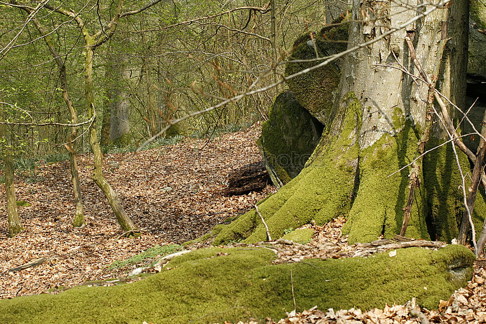 Similar – Image, Stock Photo autumn forest Environment