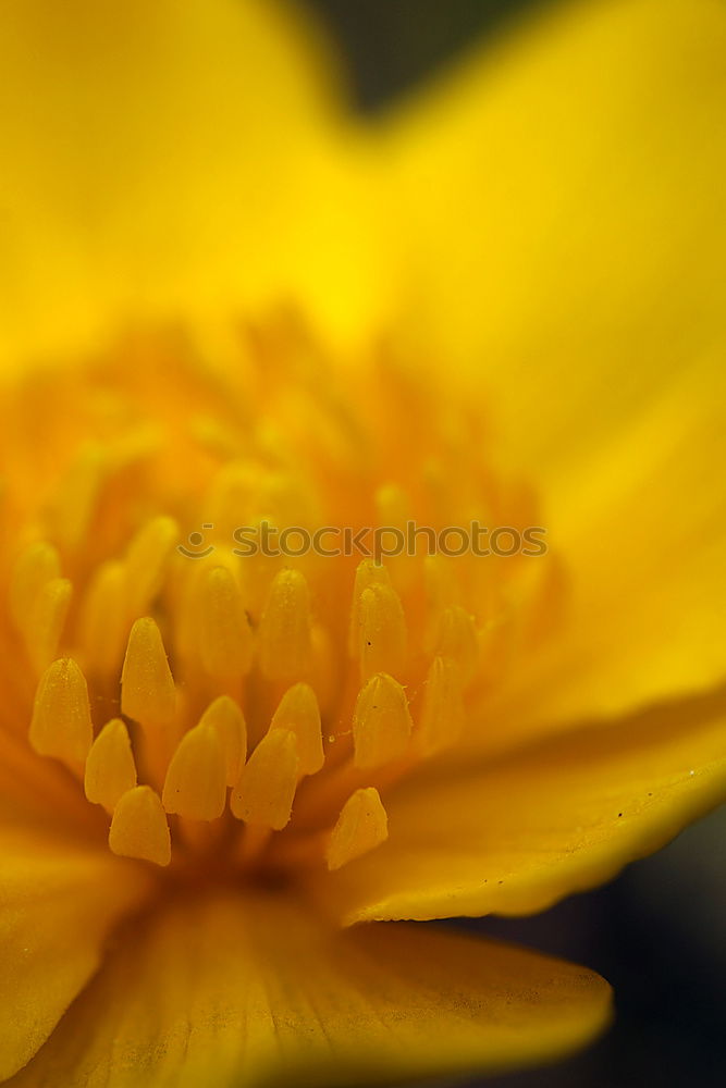 Similar – Image, Stock Photo Papaver le deuxième Calm