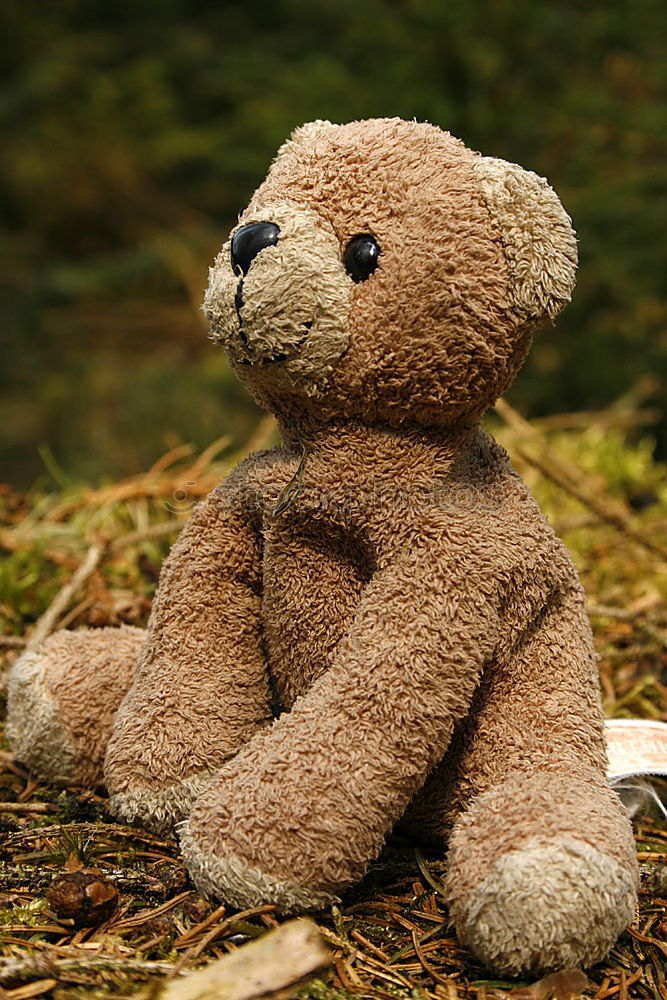 Similar – old teddy bear hanging on a clothesline