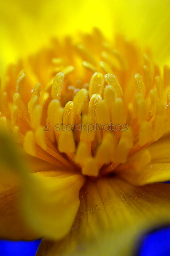 Similar – Image, Stock Photo Papaver le deuxième Calm