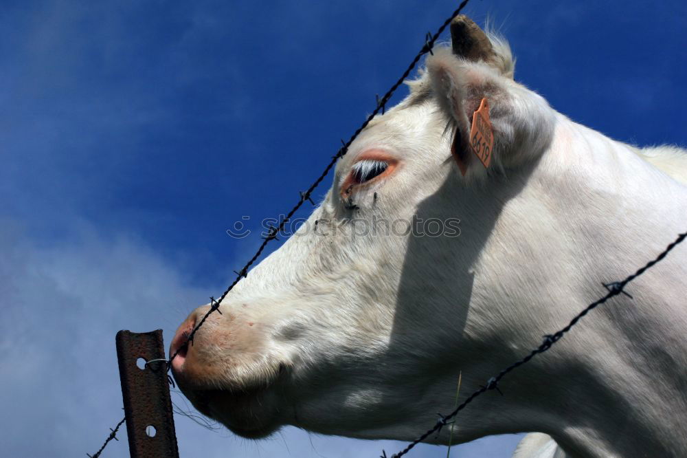 Similar – Image, Stock Photo delicious new camera Horse