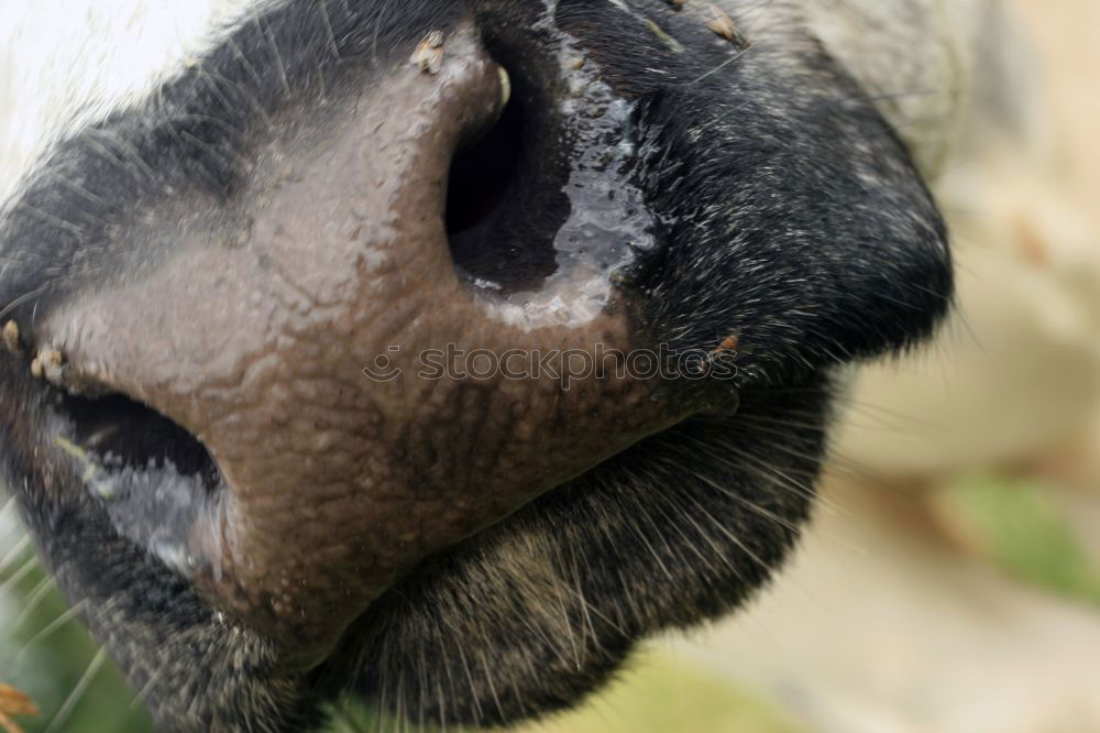 Similar – Image, Stock Photo wet kiss Cow Wide angle