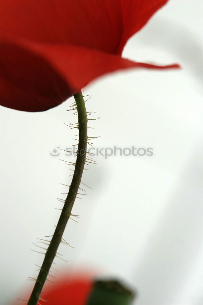 Similar – Image, Stock Photo pssssst… Red White