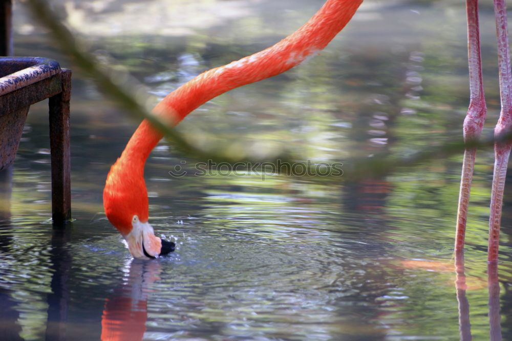 Similar – Image, Stock Photo legs Lakeside Animal