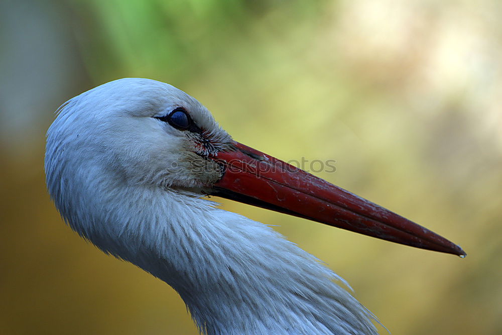 Similar – Image, Stock Photo Portrait of a elegant stork on a natural background