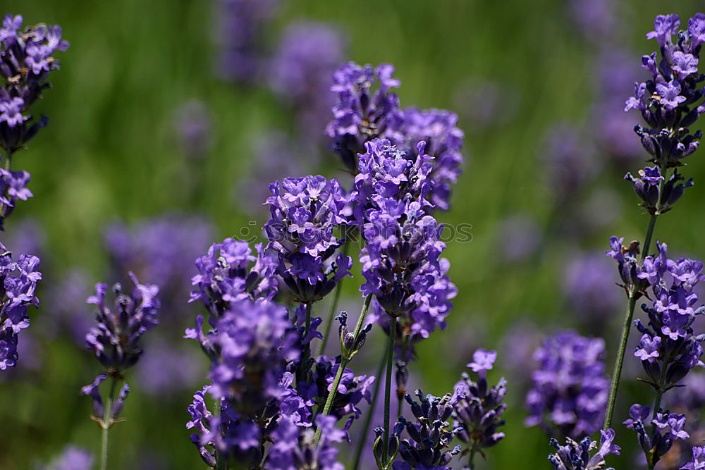 Dufte Blüte Blume Geruch