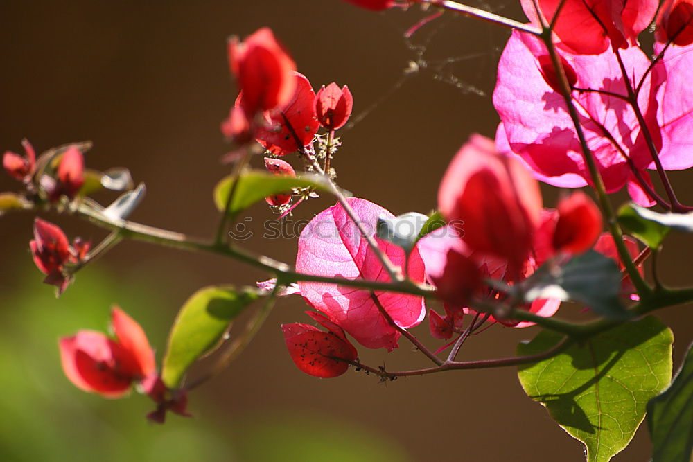 Foto Bild tränendens herz Blüte