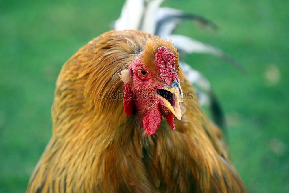 Similar – cockscomb Animal Rooster