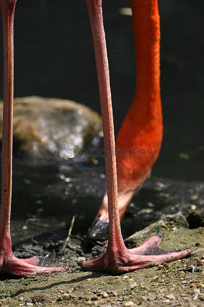 Similar – Image, Stock Photo red Sichler Glossy Ibis