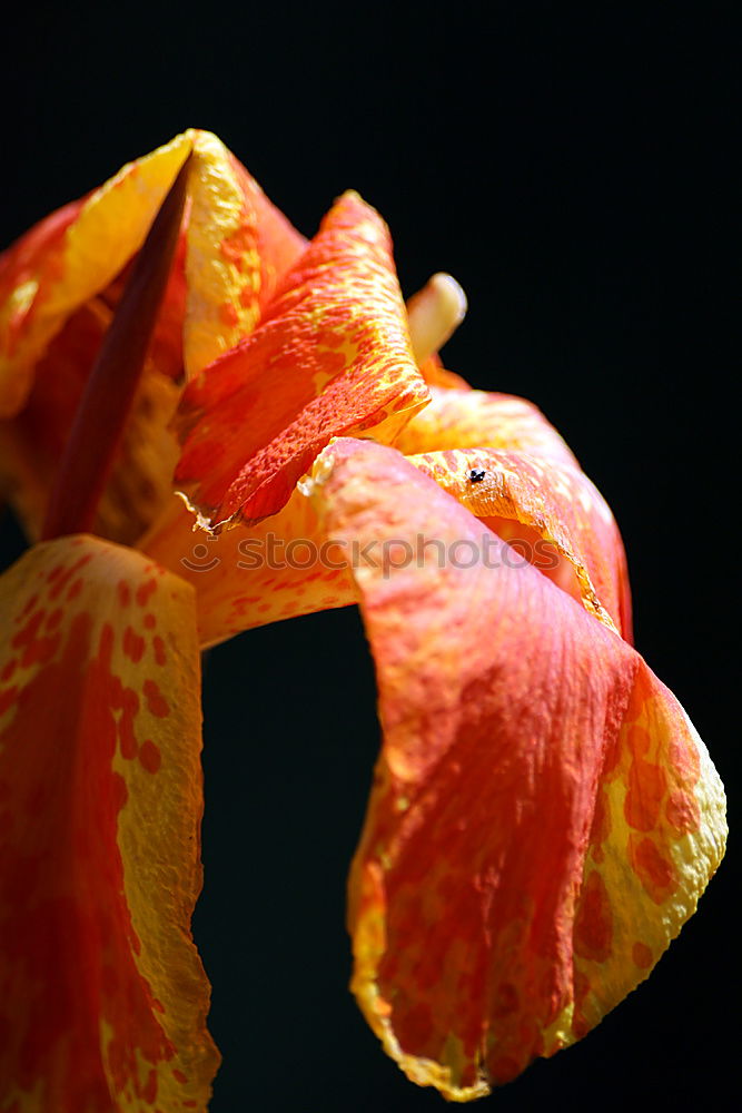 Similar – Image, Stock Photo leaf Leaf Autumn