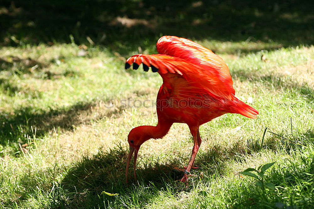 Similar – Image, Stock Photo red Sichler Glossy Ibis