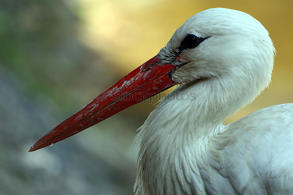 Similar – Image, Stock Photo atural profile of a elegant stork